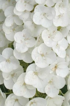 Alice Oakleaf Hydrangea - 3 Gallon Pot -Wilson Bros Gardens Shop Hydrangea Oakleaf Alice 2