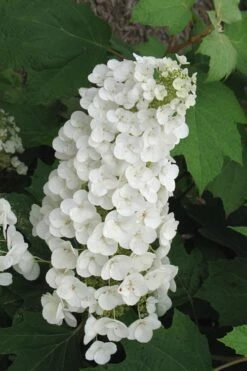 Alice Oakleaf Hydrangea - 3 Gallon Pot -Wilson Bros Gardens Shop Hydrangea Oakleaf Alice 4