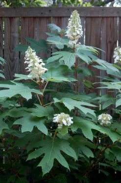 Alice Oakleaf Hydrangea - 3 Gallon Pot -Wilson Bros Gardens Shop Hydrangea Oakleaf Alice 6