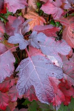 Alice Oakleaf Hydrangea - 3 Gallon Pot -Wilson Bros Gardens Shop Hydrangea Oakleaf Alice 7