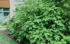 Alice Oakleaf Hydrangea - 3 Gallon Pot -Wilson Bros Gardens Shop Hydrangea Oakleaf Alice 8