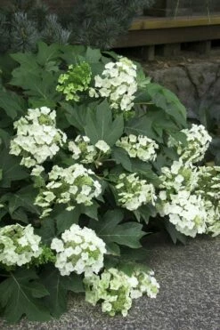 Pee Wee Dwarf Oakleaf Hydrangea - 3 Gallon Pot -Wilson Bros Gardens Shop Hydrangea Oakleaf Pee Wee 11