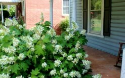 Pee Wee Dwarf Oakleaf Hydrangea - 2 Gallon Pot -Wilson Bros Gardens Shop Hydrangea Oakleaf Pee Wee 2