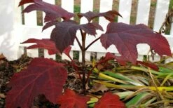 Ruby Slippers Dwarf Oakleaf Hydrangea - 3 Gallon Pot -Wilson Bros Gardens Shop Hydrangea Oakleaf Ruby Slippers Fall Foliage Color