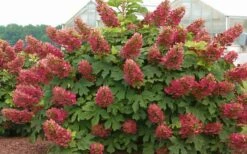 Ruby Slippers Dwarf Oakleaf Hydrangea - 3 Gallon Pot -Wilson Bros Gardens Shop Hydrangea Oakleaf Ruby Slippers Full Bloom
