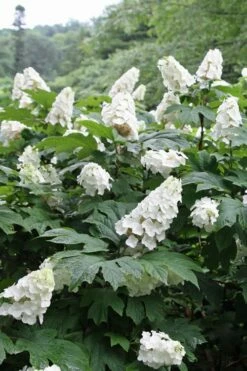 Snow Queen Oakleaf Hydrangea - 2 Gallon Pot -Wilson Bros Gardens Shop Hydrangea Oakleaf Snow Queen 10