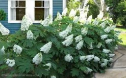 Snow Queen Oakleaf Hydrangea - 1 Gallon Pot -Wilson Bros Gardens Shop Hydrangea Oakleaf Snow Queen 11 1