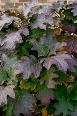 Snow Queen Oakleaf Hydrangea - 1 Gallon Pot -Wilson Bros Gardens Shop Hydrangea Oakleaf Snow Queen 3 1