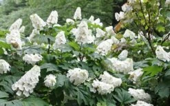 Snow Queen Oakleaf Hydrangea - 2 Gallon Pot -Wilson Bros Gardens Shop Hydrangea Oakleaf Snow Queen 6