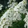 Snow Queen Oakleaf Hydrangea - 2 Gallon Pot