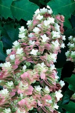 Snowcicle Oakleaf Hydrangea - 3 Gallon Pot -Wilson Bros Gardens Shop Hydrangea Oakleaf Snowcicle 1
