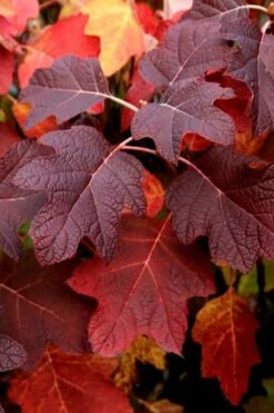 Snowcicle Oakleaf Hydrangea - 3 Gallon Pot -Wilson Bros Gardens Shop Hydrangea Oakleaf Snowcicle 3