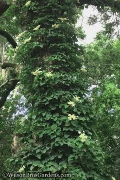Moonlight Climbing Hydrangea - 1 Gallon Pot 16 Moonlight Climbing Hydrangea - 1 Gallon Pot -Wilson Bros Gardens Shop Hydrangea Petiolaris Climbing Tree 18 5