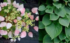 Roseum Pink Climbing Hydrangea - Schizophragma Hydrangeoides - 3 Gallon Pot -Wilson Bros Gardens Shop Hydrangea Pink Climbing 1 1