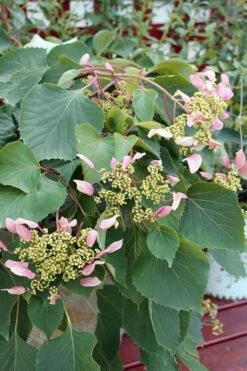 Roseum Pink Climbing Hydrangea - Schizophragma Hydrangeoides - 3 Gallon Pot -Wilson Bros Gardens Shop Hydrangea Pink Climbing 1 500x750 2
