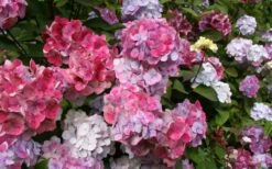 Preziosa Multi Color Hydrangea - 1 Gallon Pot -Wilson Bros Gardens Shop Hydrangea Preziosa 18 1
