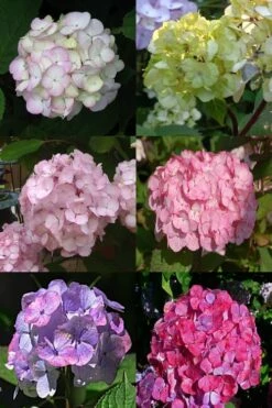 Preziosa Multi Color Hydrangea - 1 Gallon Pot -Wilson Bros Gardens Shop Hydrangea Preziosa 19 1