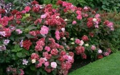 Preziosa Multi Color Hydrangea - 3 Gallon Pot -Wilson Bros Gardens Shop Hydrangea Preziosa 7