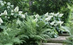 Alice Oakleaf Hydrangea - 3 Gallon Pot -Wilson Bros Gardens Shop Hydrangea Quercifolia Oakleaf 50