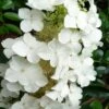 Semmes Beauty Oakleaf Hydrangea - 3 Gallon Pot