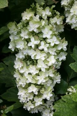 Snowflake Oakleaf Hydrangea - 3 Gallon Pot -Wilson Bros Gardens Shop Hydrangea Snowflake 10