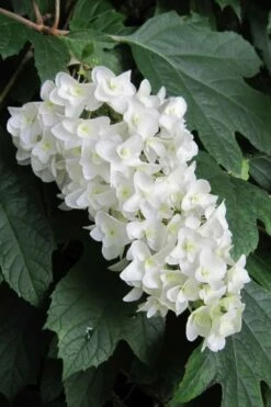Snowflake Oakleaf Hydrangea - 5 Gallon Pot
