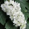 Snowflake Oakleaf Hydrangea - 1 Gallon Pot
