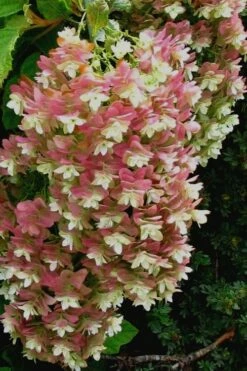 Snowflake Oakleaf Hydrangea - 2 Gallon Pot -Wilson Bros Gardens Shop Hydrangea Snowflake 16 2
