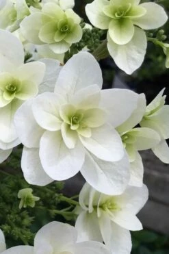 Snowcicle Oakleaf Hydrangea - 3 Gallon Pot -Wilson Bros Gardens Shop Hydrangea Snowflake 2 4