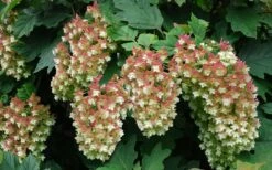 Snowflake Oakleaf Hydrangea - 2 Gallon Pot -Wilson Bros Gardens Shop Hydrangea Snowflake 20 2