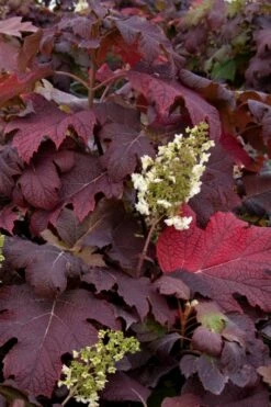 Snowflake Oakleaf Hydrangea - 3 Gallon Pot -Wilson Bros Gardens Shop Hydrangea Snowflake 25