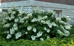 Snowflake Oakleaf Hydrangea - 5 Gallon Pot -Wilson Bros Gardens Shop Hydrangea Snowflake 26 1