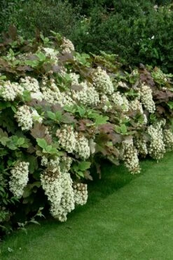 Snowflake Oakleaf Hydrangea - 2 Gallon Pot -Wilson Bros Gardens Shop Hydrangea Snowflake 8 2