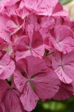 Sweet Fantasy Hydrangea - 3 Gallon Pot -Wilson Bros Gardens Shop Hydrangea Sweet Fantasy 4