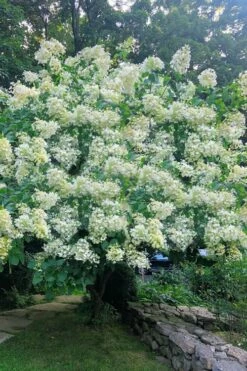 Tardiva Hydrangea - 3 Gallon Pot -Wilson Bros Gardens Shop Hydrangea Tardiva 16