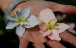 Tuff Stuff Ah-Ha Mountain Hydrangea - 3 Gallon Pot -Wilson Bros Gardens Shop Hydrangea Tuff Stuff 3