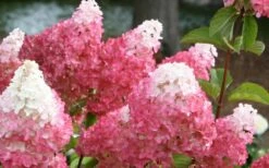 Vanilla Strawberry Hydrangea - 3 Gallon Pot -Wilson Bros Gardens Shop Hydrangea Vanilla Strawberry 3
