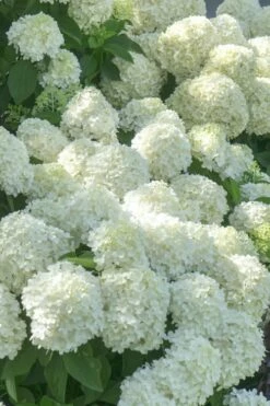 White Wedding Hydrangea - 2 Gallon Pot -Wilson Bros Gardens Shop Hydrangea White Wedding 5 x750