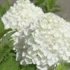 White Wedding Hydrangea - 3 Gallon Pot