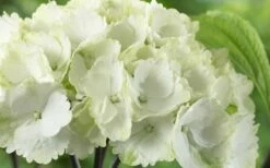 Zebra Hydrangea - 3 Gallon Pot 12 Zebra Hydrangea - 3 Gallon Pot -Wilson Bros Gardens Shop Hydrangea Zebra 3 1