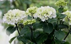 Zebra Hydrangea - 1 Gallon Pot -Wilson Bros Gardens Shop Hydrangea Zebra Flowers