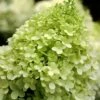 Limelight PeeGee Hydrangea - 6 Pack Of 1 Gallon Pots
