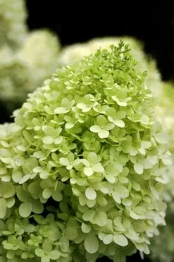 Limelight PeeGee Hydrangea - Single Trunk Topiary Tree - 5 Gallon Pot -Wilson Bros Gardens Shop Hydrangea limelightf BS 4