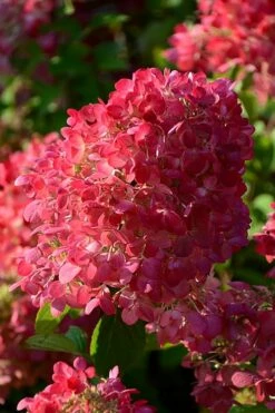 Diamond Rouge Hydrangea - 3 Gallon Pot -Wilson Bros Gardens Shop Hydrangia Diamond Rouge 5