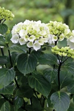 Zebra Hydrangea - 3 Gallon Pot 13 Zebra Hydrangea - 3 Gallon Pot -Wilson Bros Gardens Shop Hydrangrea Zebra 11