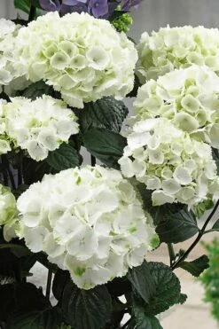 Zebra Hydrangea - 3 Gallon Pot 10 Zebra Hydrangea - 3 Gallon Pot -Wilson Bros Gardens Shop Hydrangrea Zebra 12 1