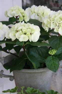 Zebra Hydrangea - 1 Gallon Pot -Wilson Bros Gardens Shop Hydrangrea Zebra 14
