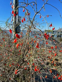 Christmasberry (Lycium Carolinianum) -Wilson Bros Gardens Shop IMG 0078