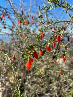 Christmasberry (Lycium Carolinianum) -Wilson Bros Gardens Shop IMG 0084