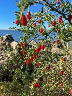 Christmasberry (Lycium Carolinianum) -Wilson Bros Gardens Shop IMG 0088
